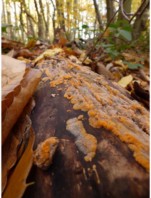 Fruit bodies on fallen birch in Rochford, UK